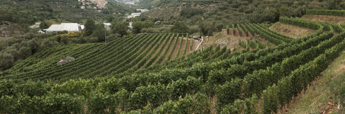 Guida (Di)Vino - © Laura Aschero - Liguria